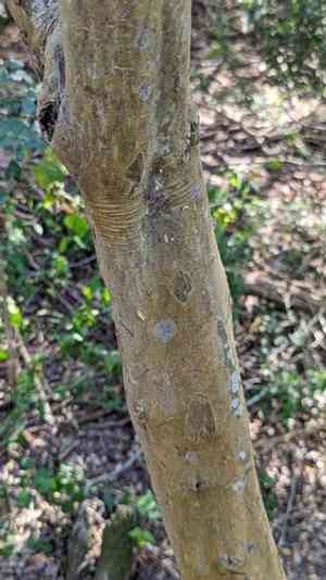 Mountain torchwood(Amyris madrensis)