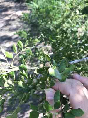 Mountain torchwood(Amyris madrensis)