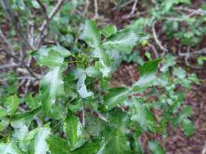 Texas torchwood(Amyris texana)
