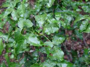 Texas torchwood(Amyris texana)