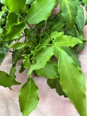 Texas torchwood(Amyris texana)