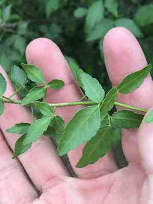 Texas torchwood(Amyris texana)