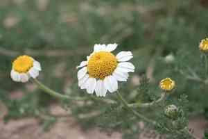 Whitebuttons(Anacyclus clavatus)