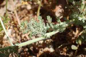 Whitebuttons(Anacyclus clavatus)