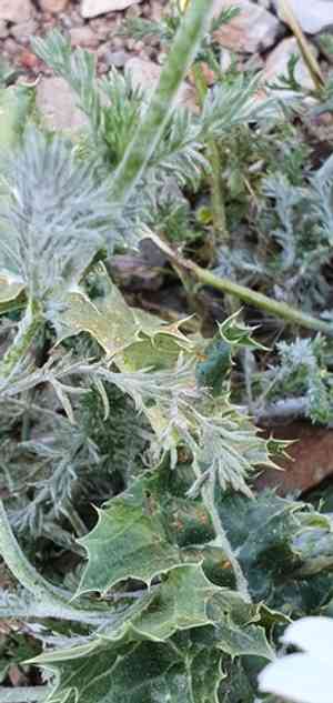 Whitebuttons(Anacyclus clavatus)