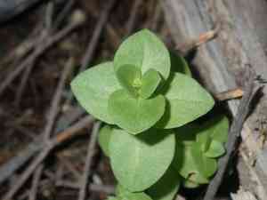 Anagallis (Anagallis)(Anagallis)
