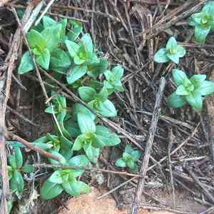 Anagallis (Anagallis)(Anagallis)