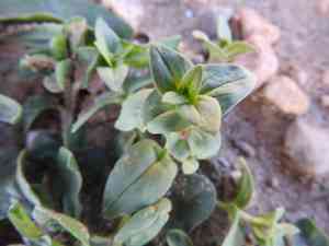 Anagallis (Anagallis)(Anagallis)