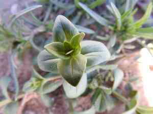 Anagallis (Anagallis)(Anagallis)