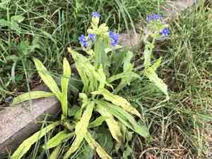 Common bugloss(Anchusa officinalis)
