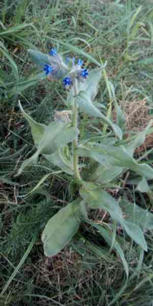 Common bugloss(Anchusa officinalis)