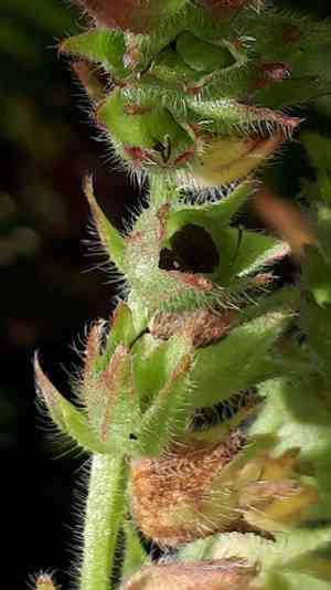Common bugloss(Anchusa officinalis)