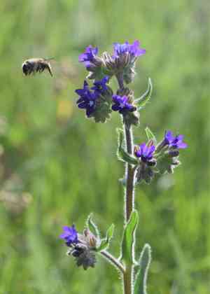 Common bugloss(Anchusa officinalis)