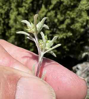 False neststraw(Ancistrocarphus filagineus)