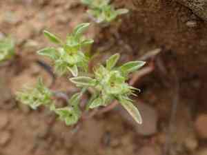 False neststraw(Ancistrocarphus filagineus)