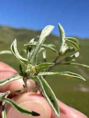 False neststraw(Ancistrocarphus filagineus)