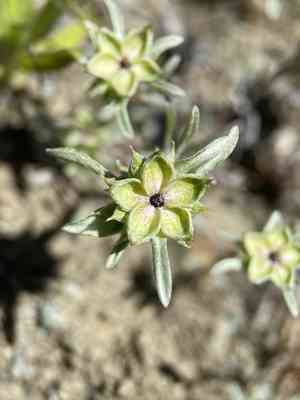 False neststraw(Ancistrocarphus filagineus)