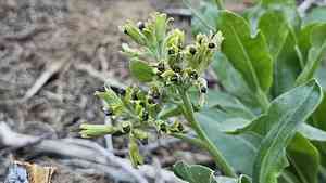 Western hound's tongue(Andersonglossum occidentale)