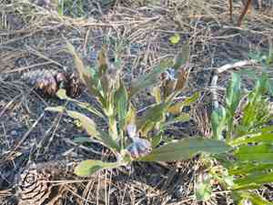 Western hound's tongue(Andersonglossum occidentale)