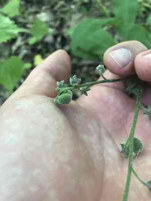 Wild Comfrey(Andersonglossum virginianum)