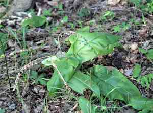 Wild Comfrey(Andersonglossum virginianum)