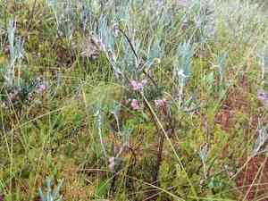 Wild rosemary(Andromeda polifolia)