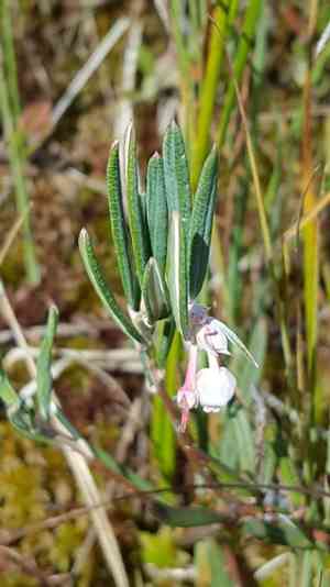 Wild rosemary(Andromeda polifolia)