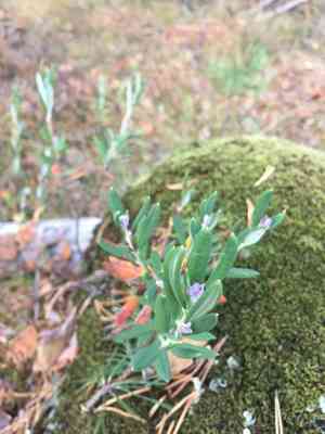 Wild rosemary(Andromeda polifolia)