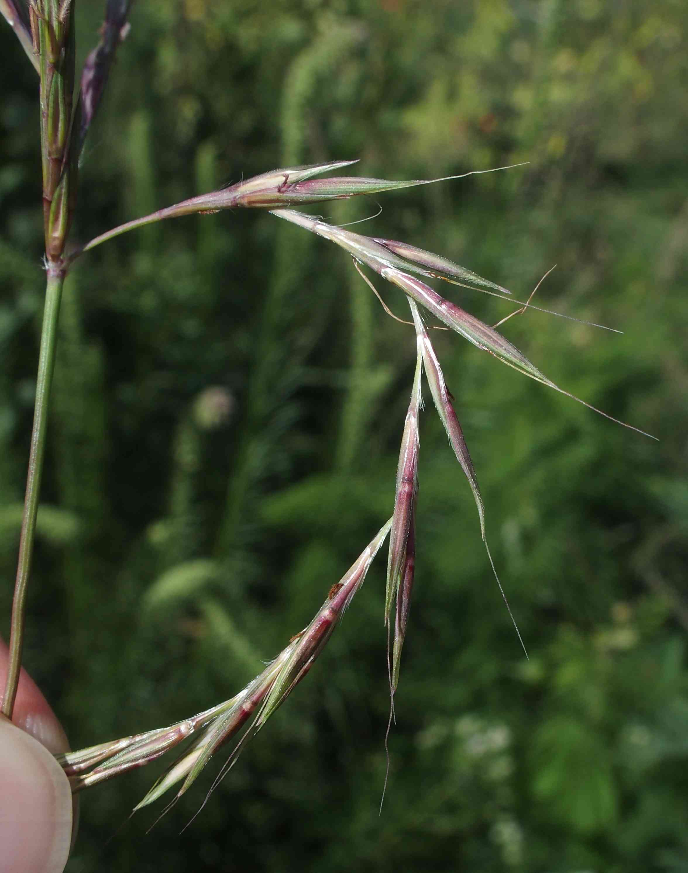 Big Bluestem(Andropogon gerardii)