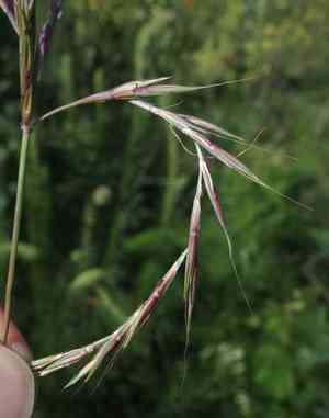 Big Bluestem(Andropogon gerardii)