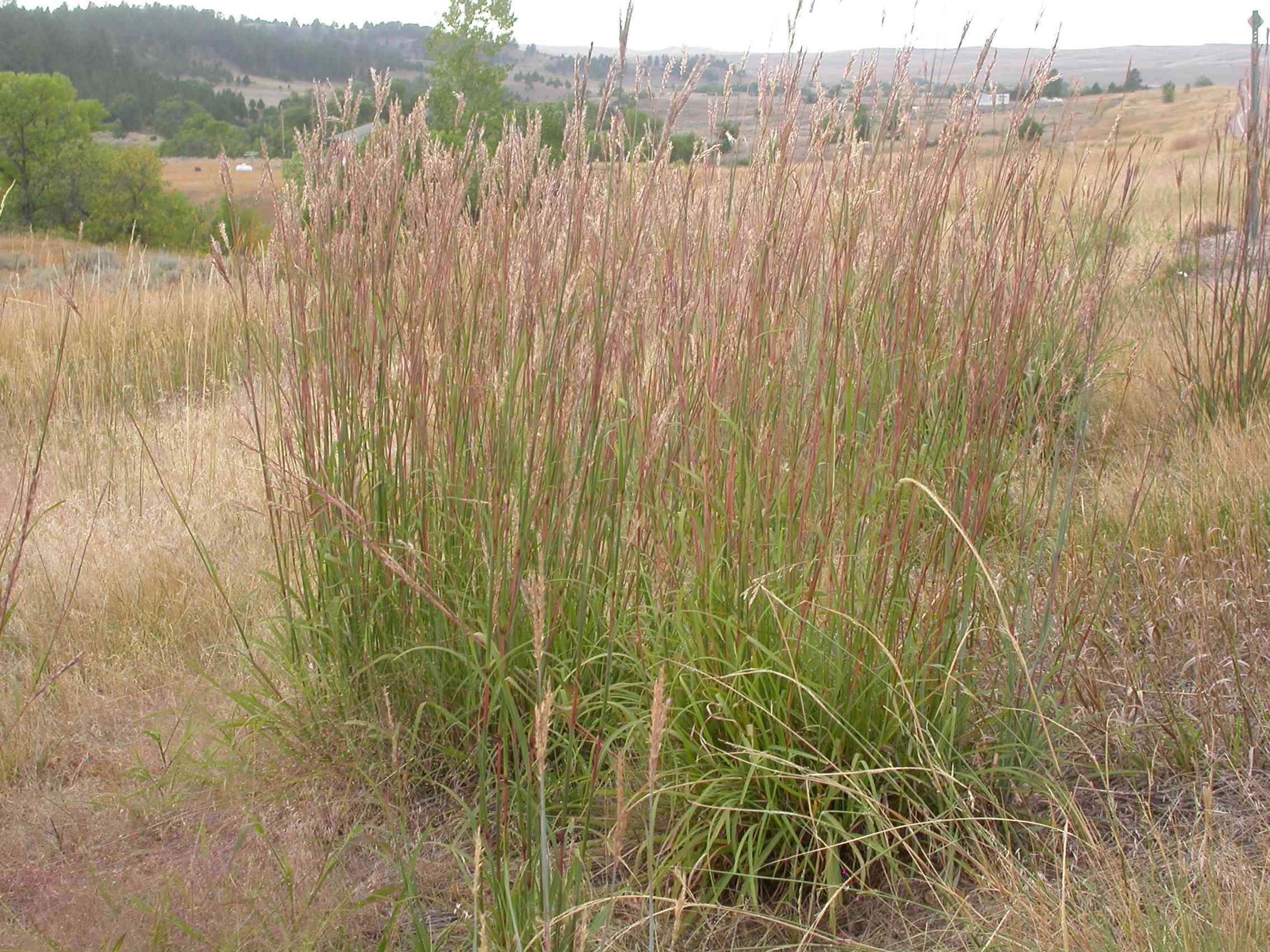 Big Bluestem(Andropogon gerardii)