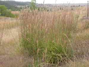 Big Bluestem(Andropogon gerardii)
