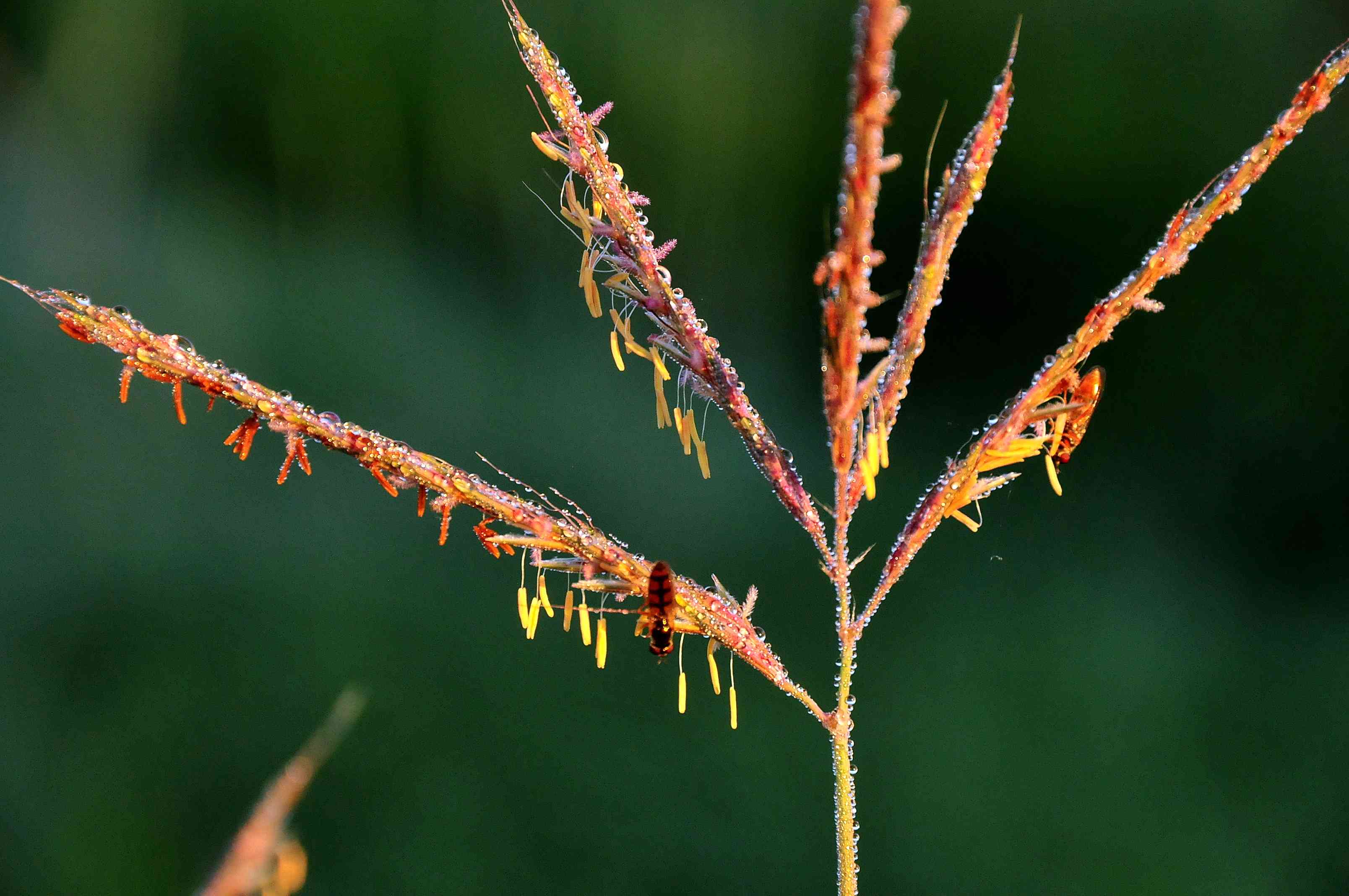 Big Bluestem(Andropogon gerardii)
