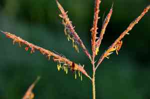 Big Bluestem(Andropogon gerardii)