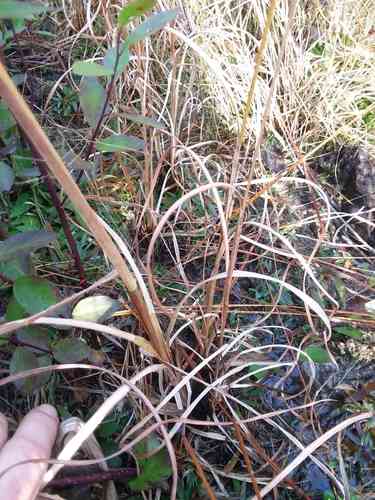 Bushy bluestem(Andropogon glomeratus)