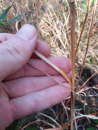 Bushy bluestem(Andropogon glomeratus)