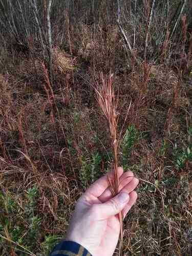 Bushy bluestem(Andropogon glomeratus)
