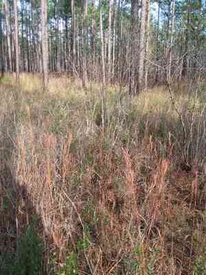 Bushy bluestem(Andropogon glomeratus)