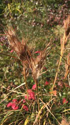 Bushy bluestem(Andropogon glomeratus)