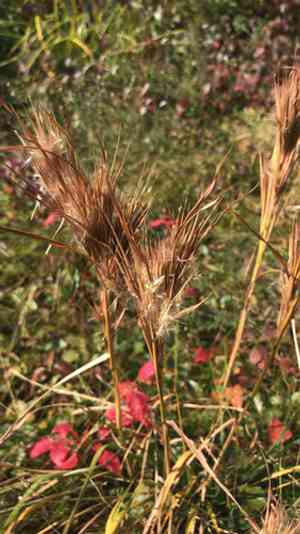 Bushy bluestem(Andropogon glomeratus)