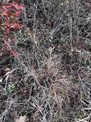 Splitbeard Bluestem(Andropogon ternarius)