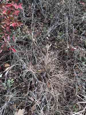 Splitbeard Bluestem(Andropogon ternarius)