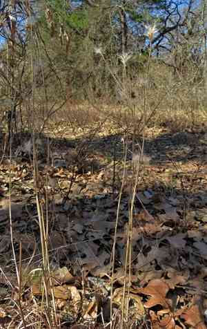 Splitbeard Bluestem(Andropogon ternarius)