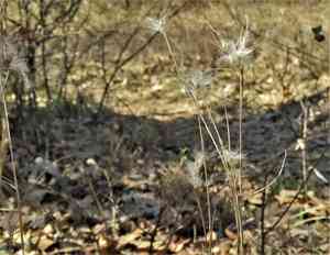 Splitbeard Bluestem(Andropogon ternarius)