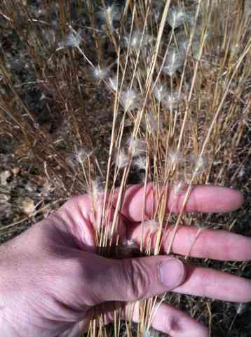 Splitbeard Bluestem(Andropogon ternarius)