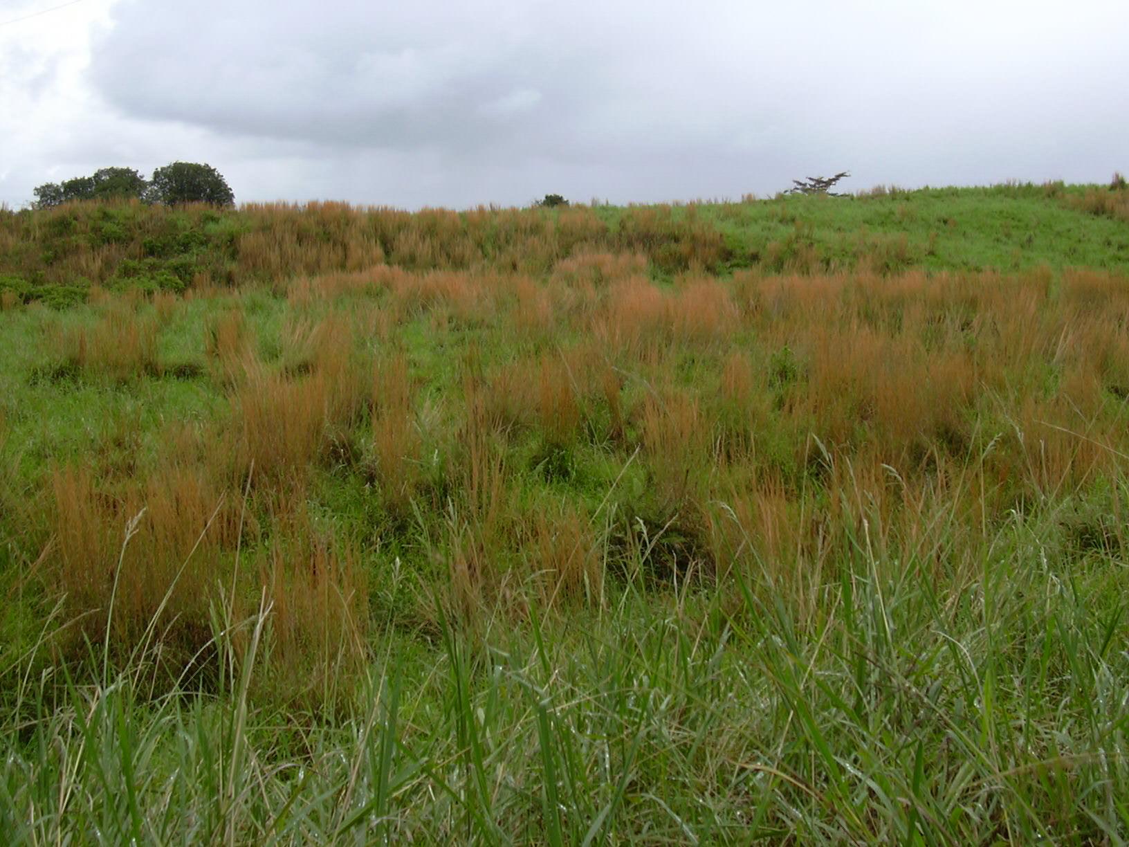 Broomsedge bluestem