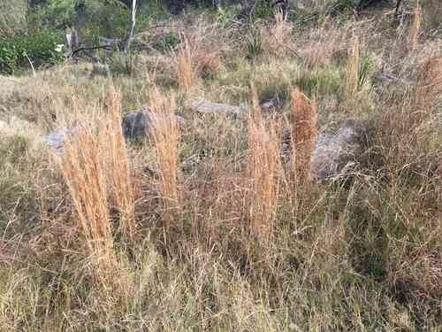 Broomsedge bluestem(Andropogon virginicus)