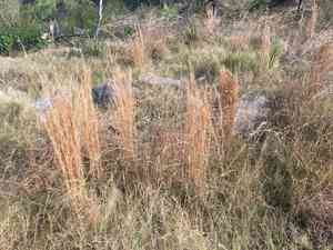 Broomsedge bluestem(Andropogon virginicus)