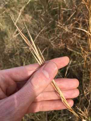 Broomsedge bluestem(Andropogon virginicus)
