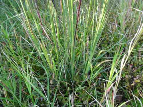 Broomsedge bluestem(Andropogon virginicus)